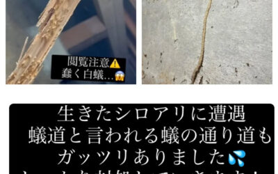 【シロアリ被害、見逃していませんか？⚠️】