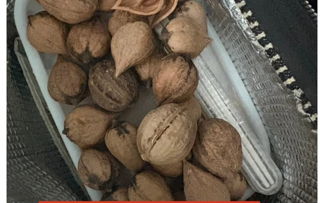 【くるみ、頂きました】