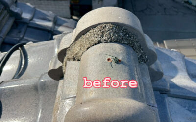 ✨『安定の漆喰』✨